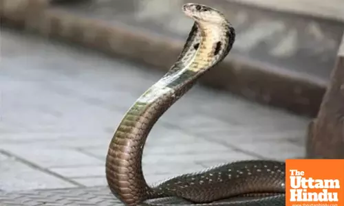 Breathtaking Moment: Young Man Wakes Up to Cobra Sleeping Beside Him in Mosquito Net