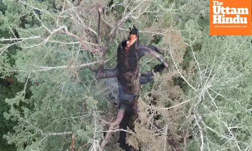 America’s 450-Year-Old Heritage Tree Engulfed in Flames, 325-Foot Oregon Giant Fighting for Survival