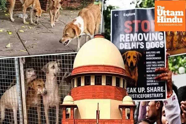 Supreme Court’s Big Order on Stray Dogs: Only Sick & Aggressive to Stay in Shelters, Others Released Supreme Court’s Big Order on Stray Dogs: Only Sick & Aggressive to Stay in Shelters, Others Released