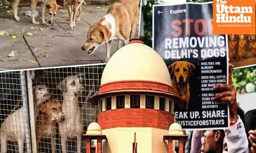 Supreme Court’s Big Order on Stray Dogs: Only Sick & Aggressive to Stay in Shelters, Others Released