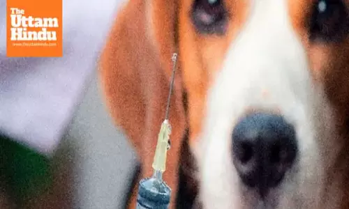 After Supreme Court verdict, Centre issues ultimatum to states on stray dog issue