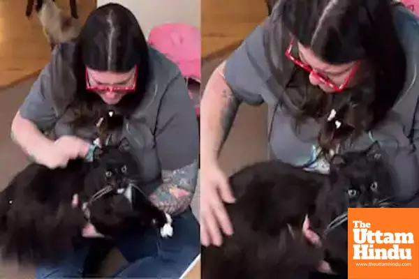 Controversy Over Cat Preservation: Woman Freeze-Dries Pet for Forever Memories, Watch Viral Video