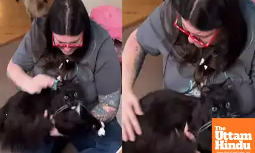 Controversy Over Cat Preservation: Woman Freeze-Dries Pet for Forever Memories, Watch Viral Video