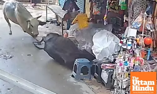 Heart-Stopping Scene: Furious Bulls Clash in Market, Police Officer Cheats Death by Seconds