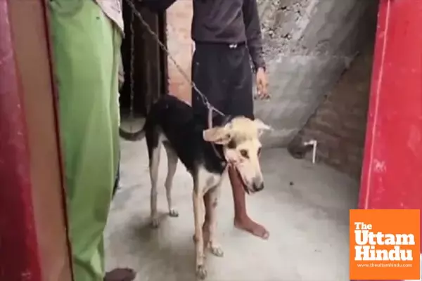 Heartbreaking Incident: 11-Year-Old Boy Killed by Pet Dog, Owner Arrested Heartbreaking Incident: 11-Year-Old Boy Killed by Pet Dog, Owner Arrested