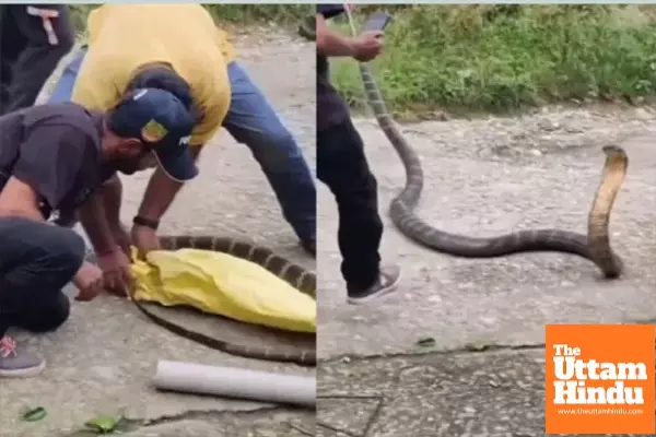 Massive 10-Foot King Cobra Found on Tree in Dehradun Village, Rescued After Hours-Long Operation Massive 10-Foot King Cobra Found on Tree in Dehradun Village, Rescued After Hours-Long Operation