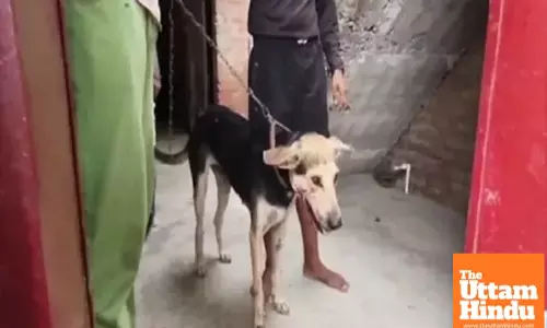 Heartbreaking Incident: 11-Year-Old Boy Killed by Pet Dog, Owner Arrested