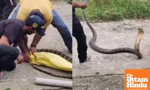 Massive 10-Foot King Cobra Found on Tree in Dehradun Village, Rescued After Hours-Long Operation