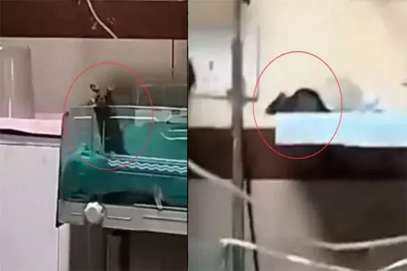 Rats Bite Two Newborns at MY Hospital, Panic Among Parents Rats Bite Two Newborns at MY Hospital, Panic Among Parents
