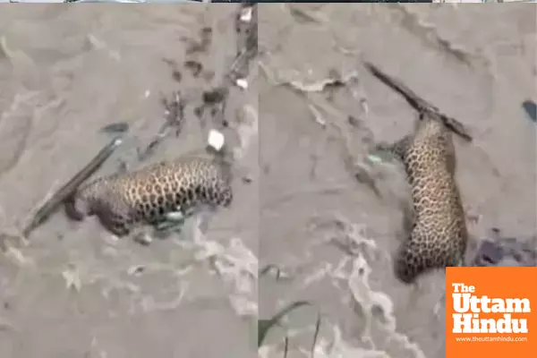 Natures Fury Takes its Toll: Leopards Body Recovered from Floodwaters, Video Emotionally Charged Natures Fury Takes its Toll: Leopards Body Recovered from Floodwaters, Video Emotionally Charged