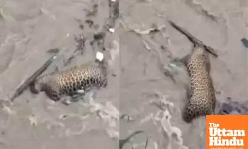 Natures Fury Takes its Toll: Leopards Body Recovered from Floodwaters, Video Emotionally Charged