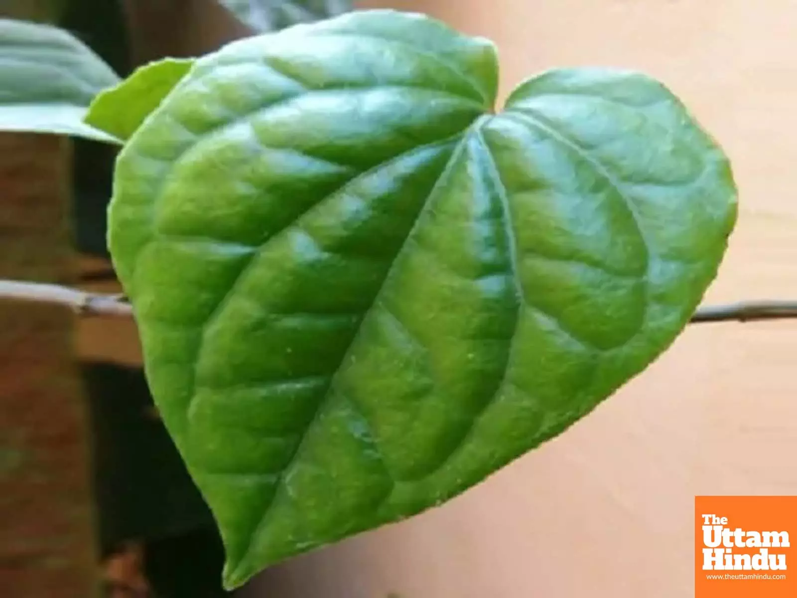 From Kitchen to Cure: Betel Leaves Boost Health with Medicinal Properties