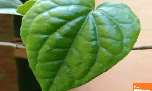 From Kitchen to Cure: Betel Leaves Boost Health with Medicinal Properties