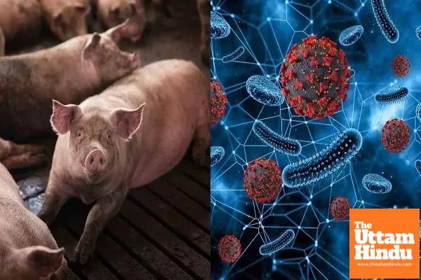 African Swine Fever Detected in Punjab’s Ajnala; Authorities on Alert as Deadly Virus Spreads Among Pigs
