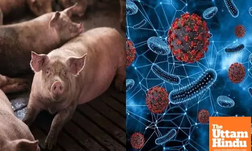 African Swine Fever Detected in Punjab’s Ajnala; Authorities on Alert as Deadly Virus Spreads Among Pigs