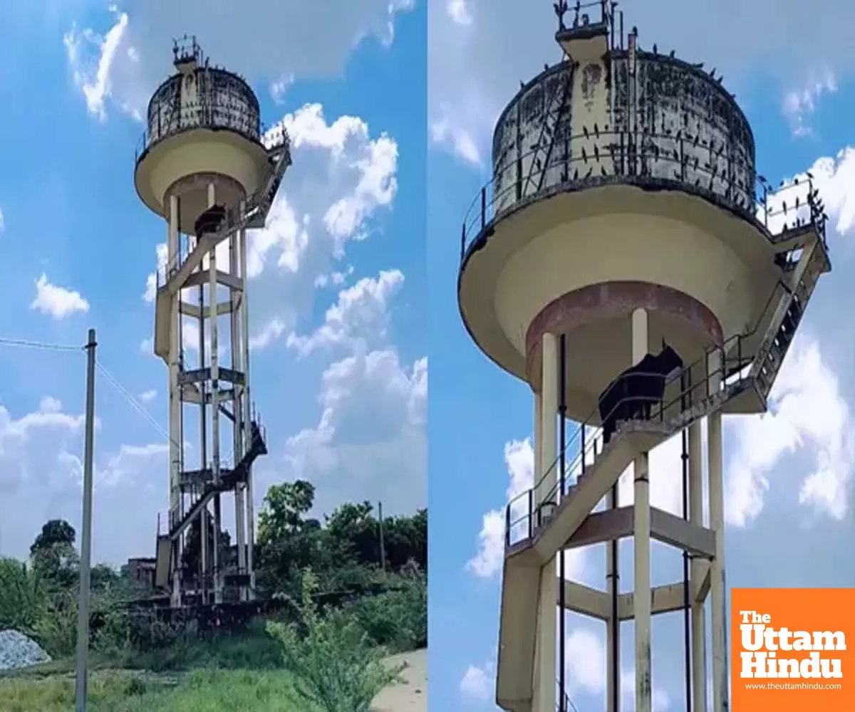 Bull shocks villagers by climbing 60-feet water tank, escapes after night-long drama Bull shocks villagers by climbing 60-feet water tank, escapes after night-long drama
