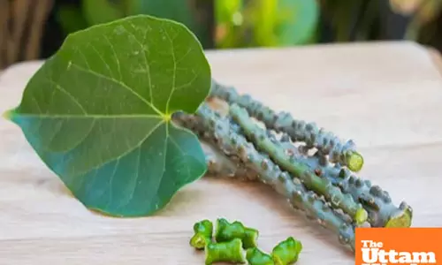 Get Radiant Skin with Giloy: The Natural Solution for Hydration and Health