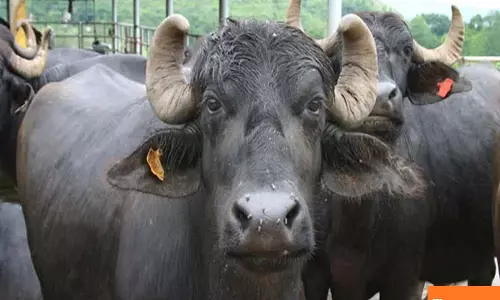 Horrific act: Father and son hack buffaloes’ udders and horns with axe, animals left in agony
