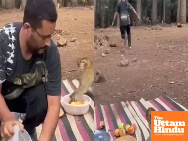 Viral VIDEO: Man chases one monkey while another snatches belongings in epic picnic fail!
