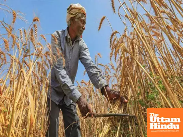 Wheat MSP hiked by ₹160: Modi govts gift to farmers before Rabi season