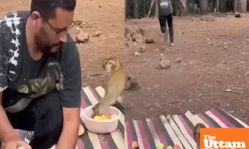 Viral VIDEO: Man chases one monkey while another snatches belongings in epic picnic fail!