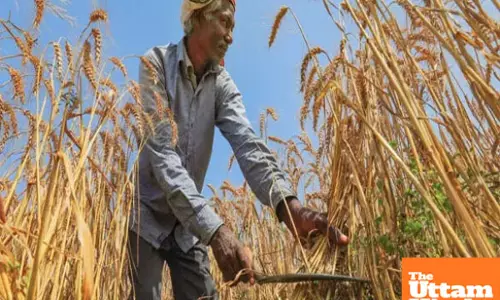 Wheat MSP hiked by ₹160: Modi govts gift to farmers before Rabi season