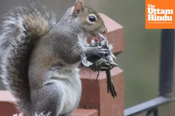 From nuts to meat: Squirrels shock scientists by preying on rats and birds