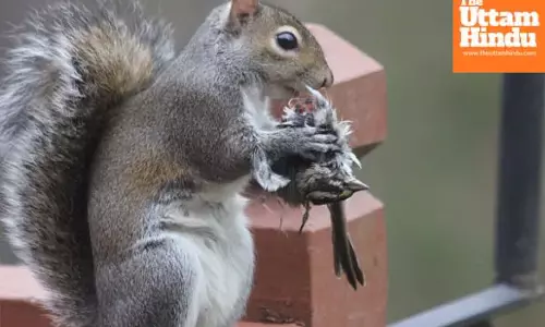 From nuts to meat: Squirrels shock scientists by preying on rats and birds