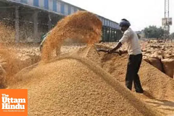 Over 8.24 Lakh Tons of Paddy Arrive at Punjab Grain Markets