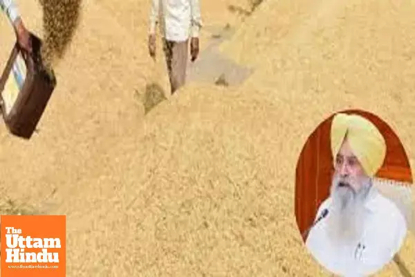 Punjab Mandi Board Sets Up Control Room to Ensure Smooth Paddy Procurement