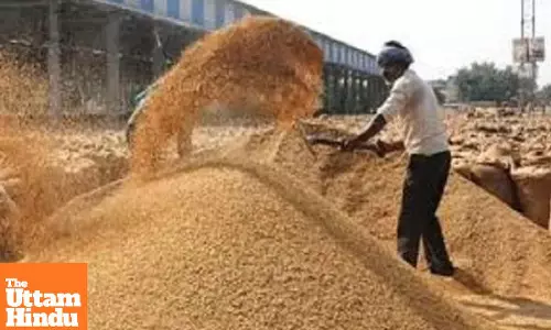Over 8.24 Lakh Tons of Paddy Arrive at Punjab Grain Markets