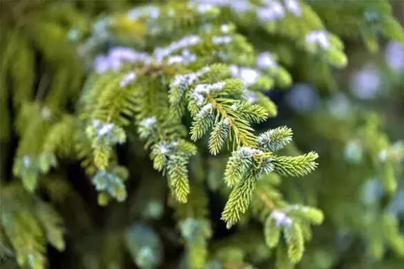 Leaf your options up: Trees can help find hidden gold, says scientists