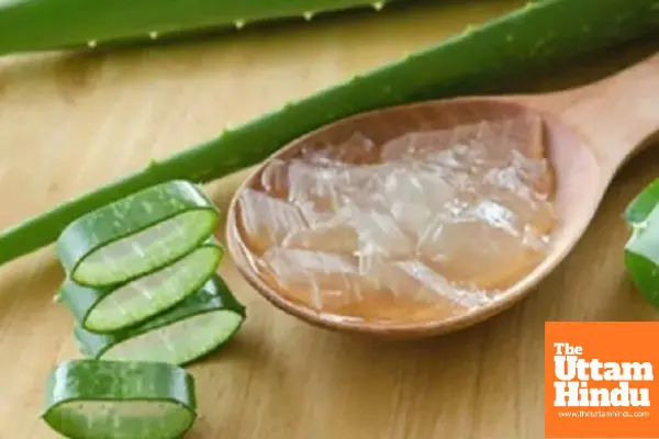From Diabetes to Digestion: Aloe Vera Is a Natural Healer for the Body and Skin From Diabetes to Digestion: Aloe Vera Is a Natural Healer for the Body and Skin