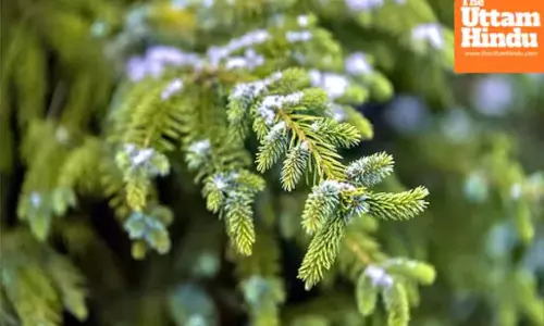 Now trees will reveal where gold is hidden, scientists uncover nature’s secret