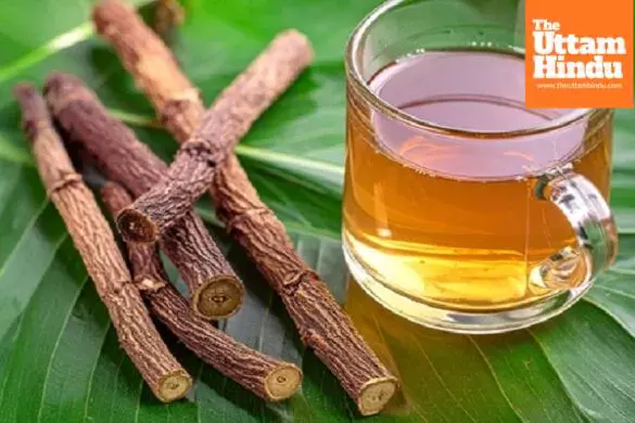 Himalayan wonder Mulethi offers relief from stomach and skin diseases Himalayan wonder Mulethi offers relief from stomach and skin diseases