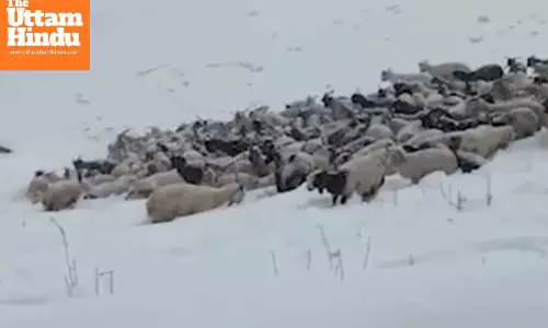 Over 250 Sheep Die in Himachal’s First Snowfall of the Season