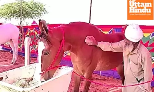 ₹1 crore ‘Nagina’ becomes star attraction at International Pushkar Fair