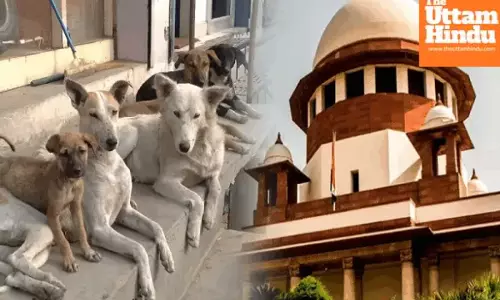 Supreme Court slams state governments over stray dog menace, issues ultimatum