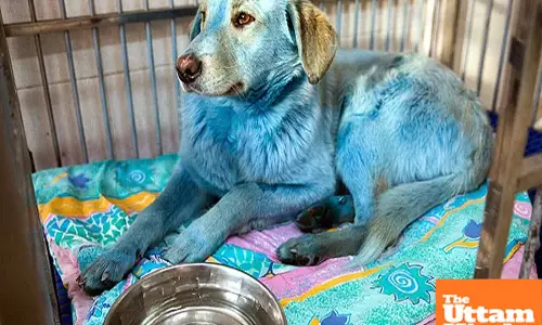 Mysterious blue dogs spark global curiosity and scientific investigation, check the possible reason