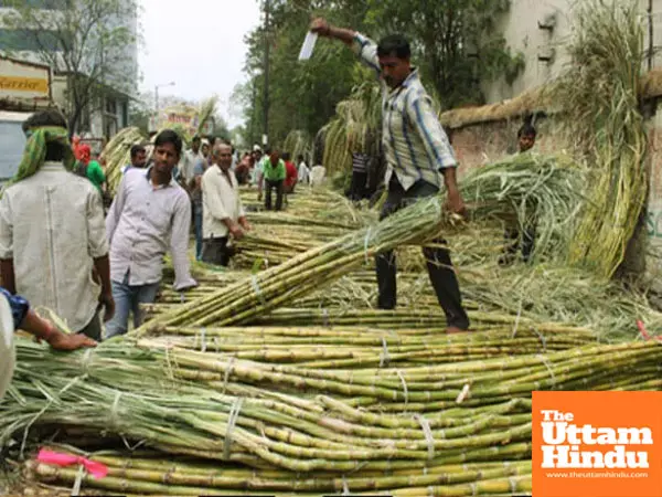 Governments Diwali Gift: Sugarcane prices hiked by ₹30/quintal, farmers rejoice Governments Diwali Gift: Sugarcane prices hiked by ₹30/quintal, farmers rejoice