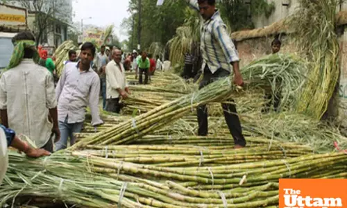 Governments Diwali Gift: Sugarcane prices hiked by ₹30/quintal, farmers rejoice