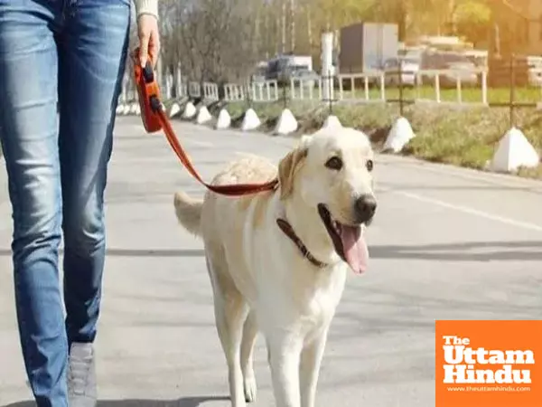 New pet rules: One dog per 5 marla house, Rs 10,000 fine for public defecation New pet rules: One dog per 5 marla house, Rs 10,000 fine for public defecation