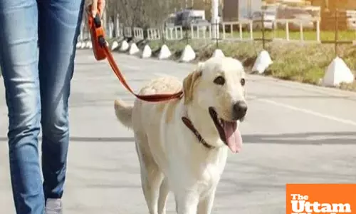 New pet rules: One dog per 5 marla house, Rs 10,000 fine for public defecation