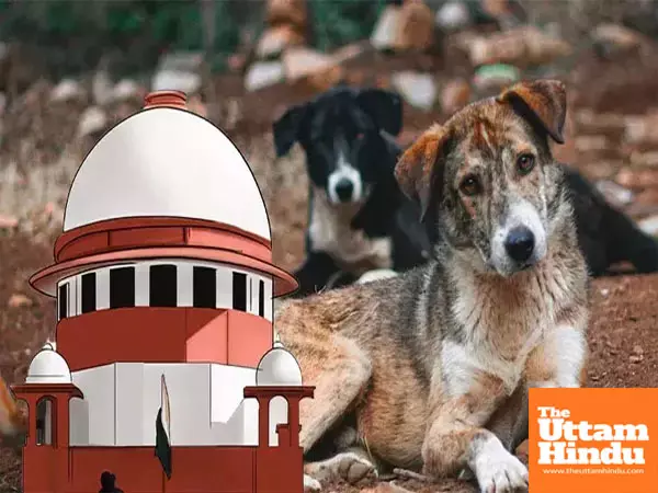 Supreme Court fumes over stray dog crisis: Let him come, well deal with it Supreme Court fumes over stray dog crisis: Let him come, well deal with it