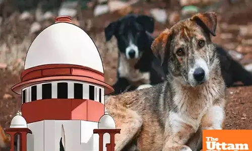Supreme Court fumes over stray dog crisis: Let him come, well deal with it