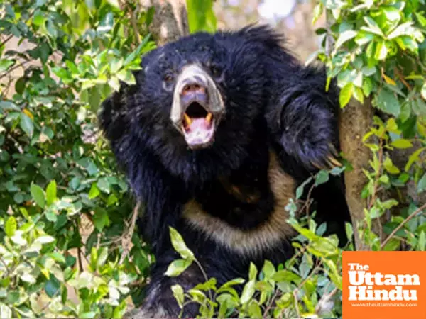 Bear crisis in Akita: Japan deploys Army to counter rising Bear attacks and terror Bear crisis in Akita: Japan deploys Army to counter rising Bear attacks and terror