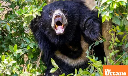 Bears on the loose! Country calls in the army; know whats happening