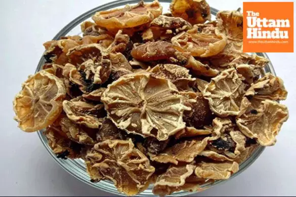 Suffering from hair fall? Camphor Kachri can be your natural remedy — know how to use it Suffering from hair fall? Camphor Kachri can be your natural remedy — know how to use it