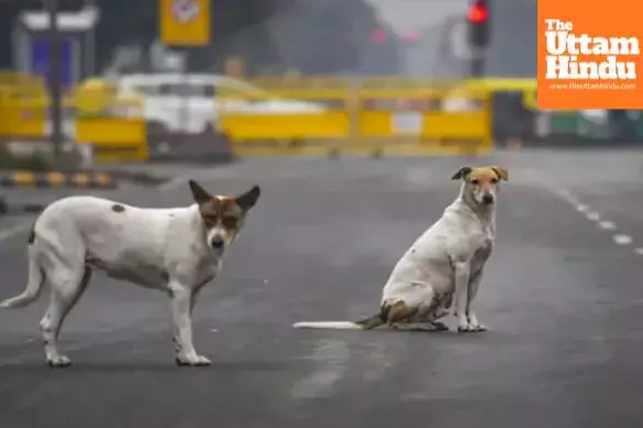 Supreme Court’s big order on stray dogs: remove them from hospitals and stations, sterilize and shelter them Supreme Court’s big order on stray dogs: remove them from hospitals and stations, sterilize and shelter them