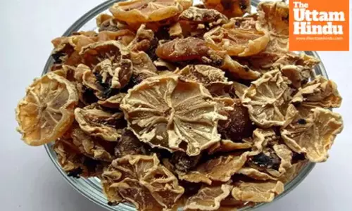 Suffering from hair fall? Camphor Kachri can be your natural remedy — know how to use it